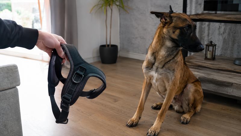 Chien hesitant qui recule face a un harnais tenu devant lui