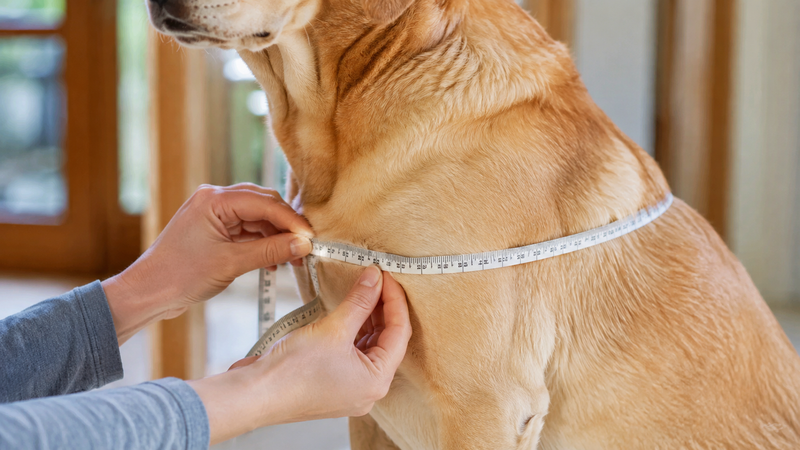 Mesure du tour de poitrail d'un chien avec un metre ruban