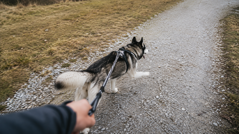 Chien qui tire en laisse malgré un harnais