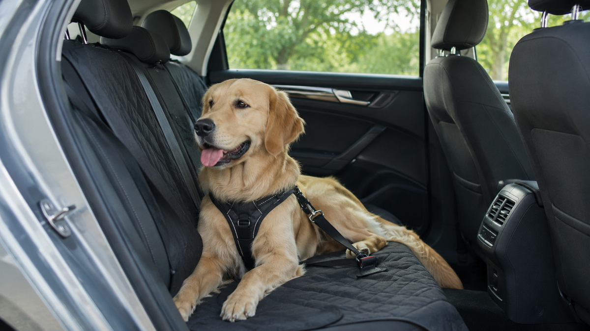 Chien attaché avec son harnais à la ceinture de sécurité sur la banquette arrière d'une voiture
