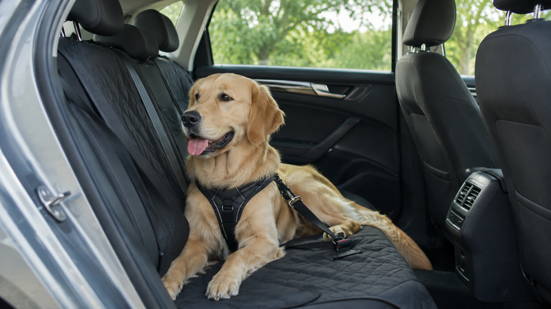 Chien attaché avec son harnais à la ceinture de sécurité sur la banquette arrière d'une voiture