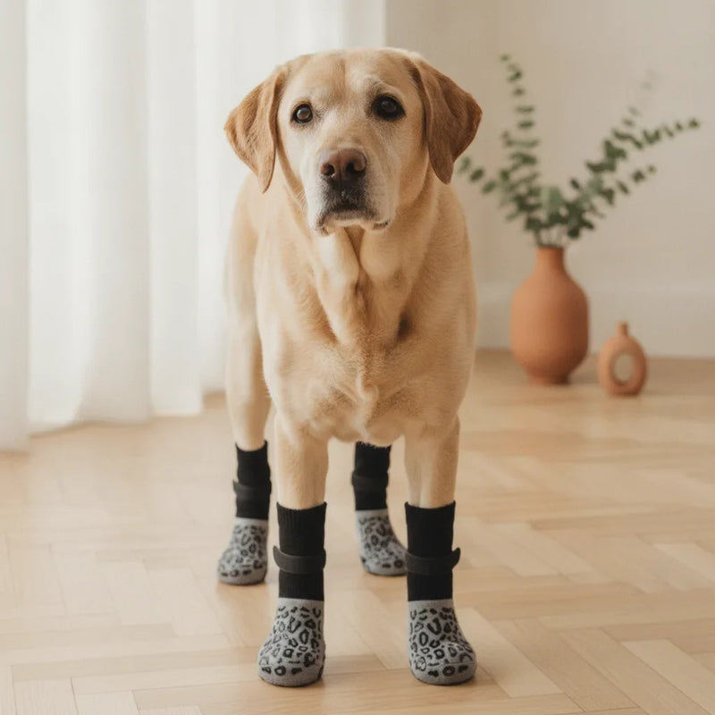 Chien Labrador age portant des chaussettes antiderapantes noires a l'interieur sur un parquet