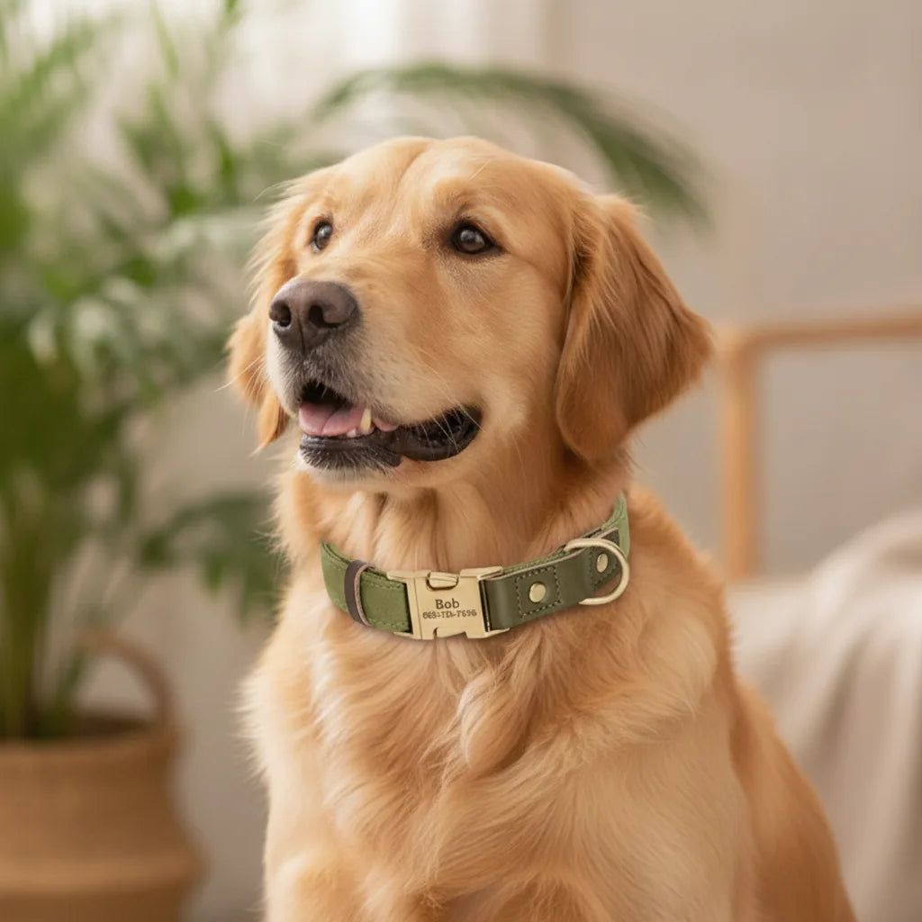Chien Golden Retriever portant un collier en cuir vert kaki personnalise