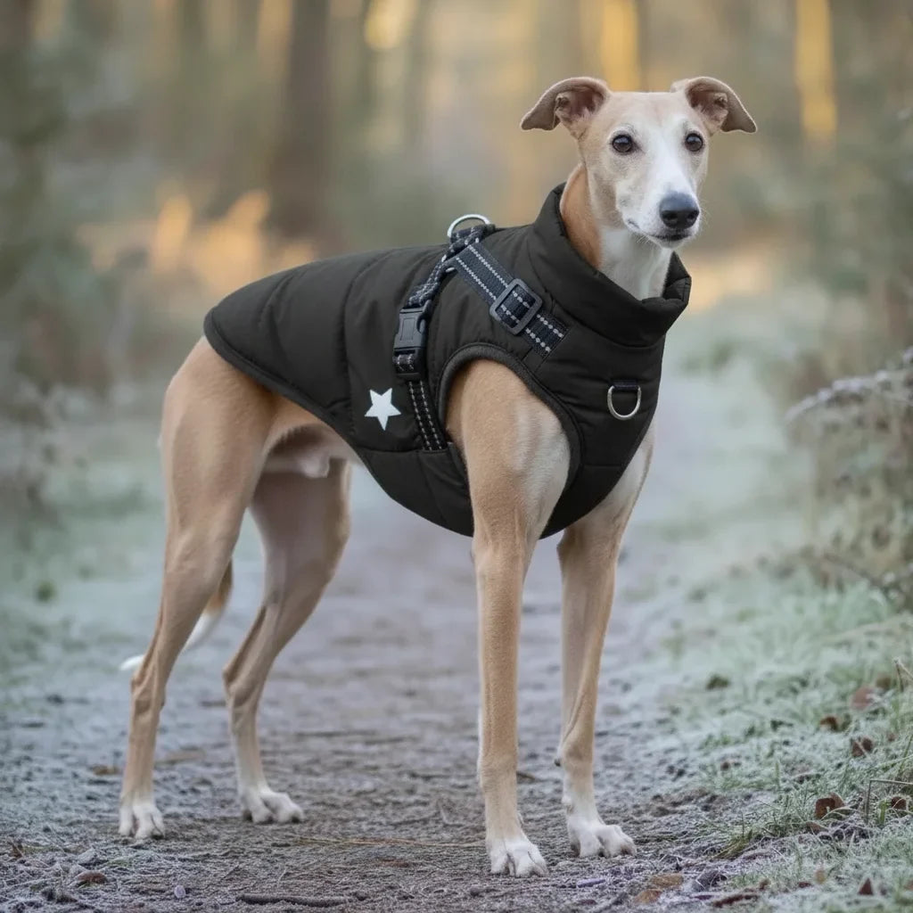 Chien Whippet portant un manteau d'hiver noir avec harnais integre, en promenade sur un chemin givre